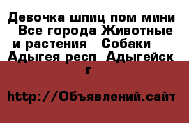 Девочка шпиц пом мини - Все города Животные и растения » Собаки   . Адыгея респ.,Адыгейск г.